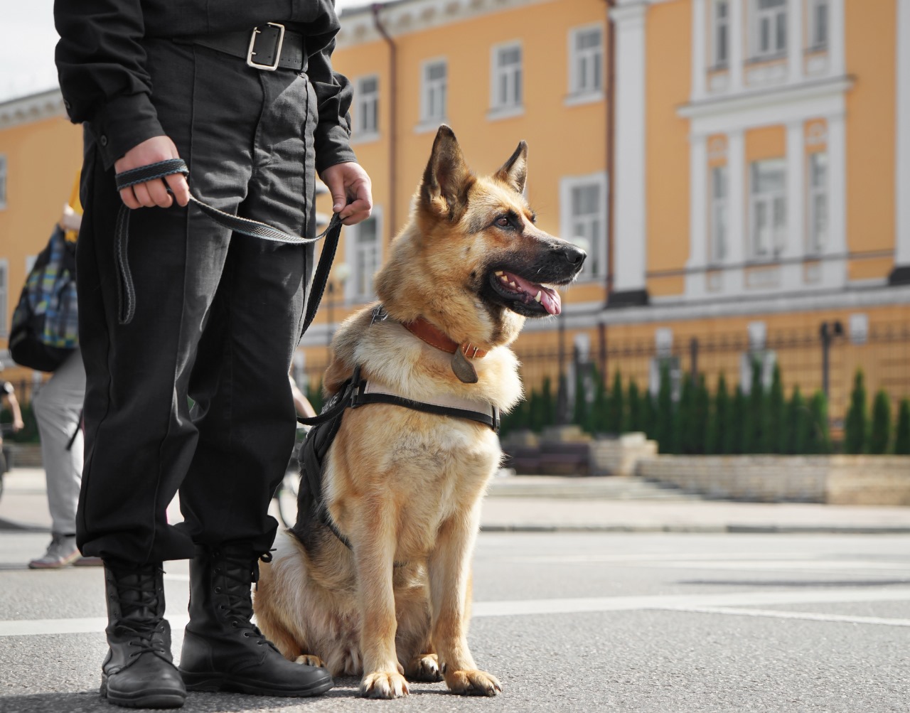 ISA Support Services Offers Reliable Security Dog Services Leicester